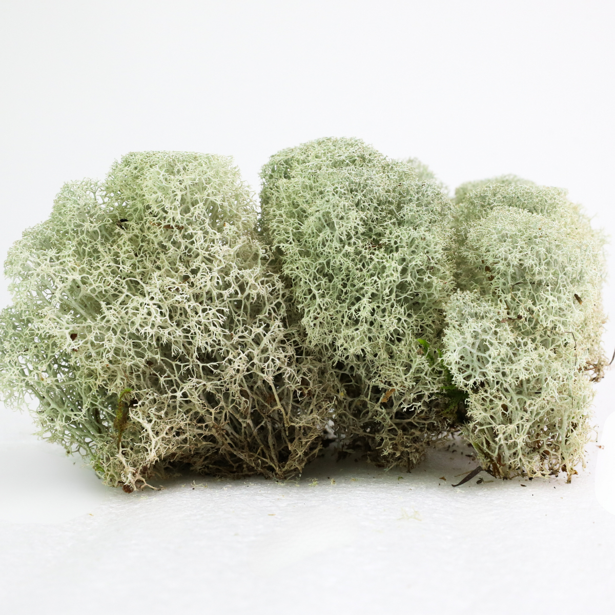 Mousse de renne canadienne naturelle - Revita™-Moss