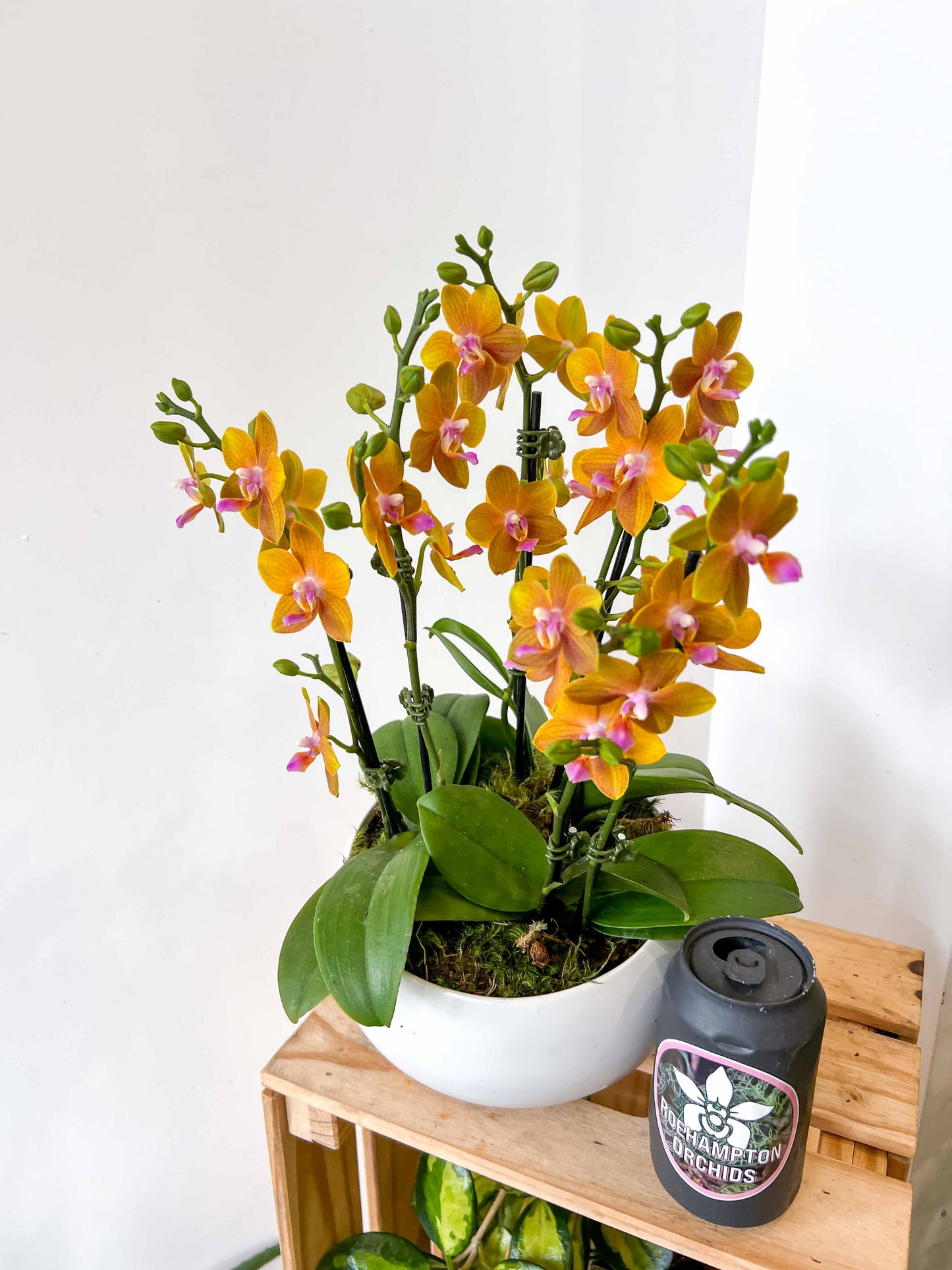Mini Orchid Bowl