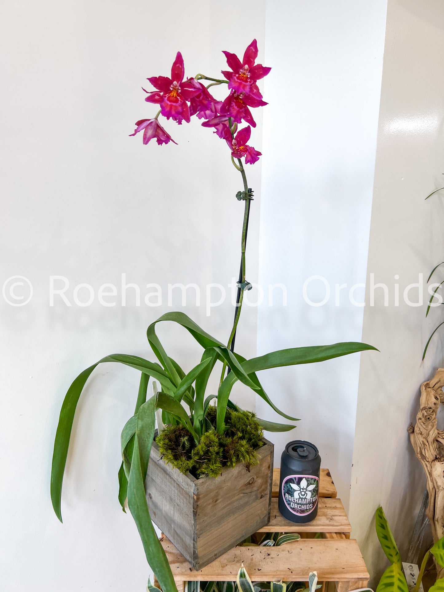 Best in Bloom Oncidium - Seasonal