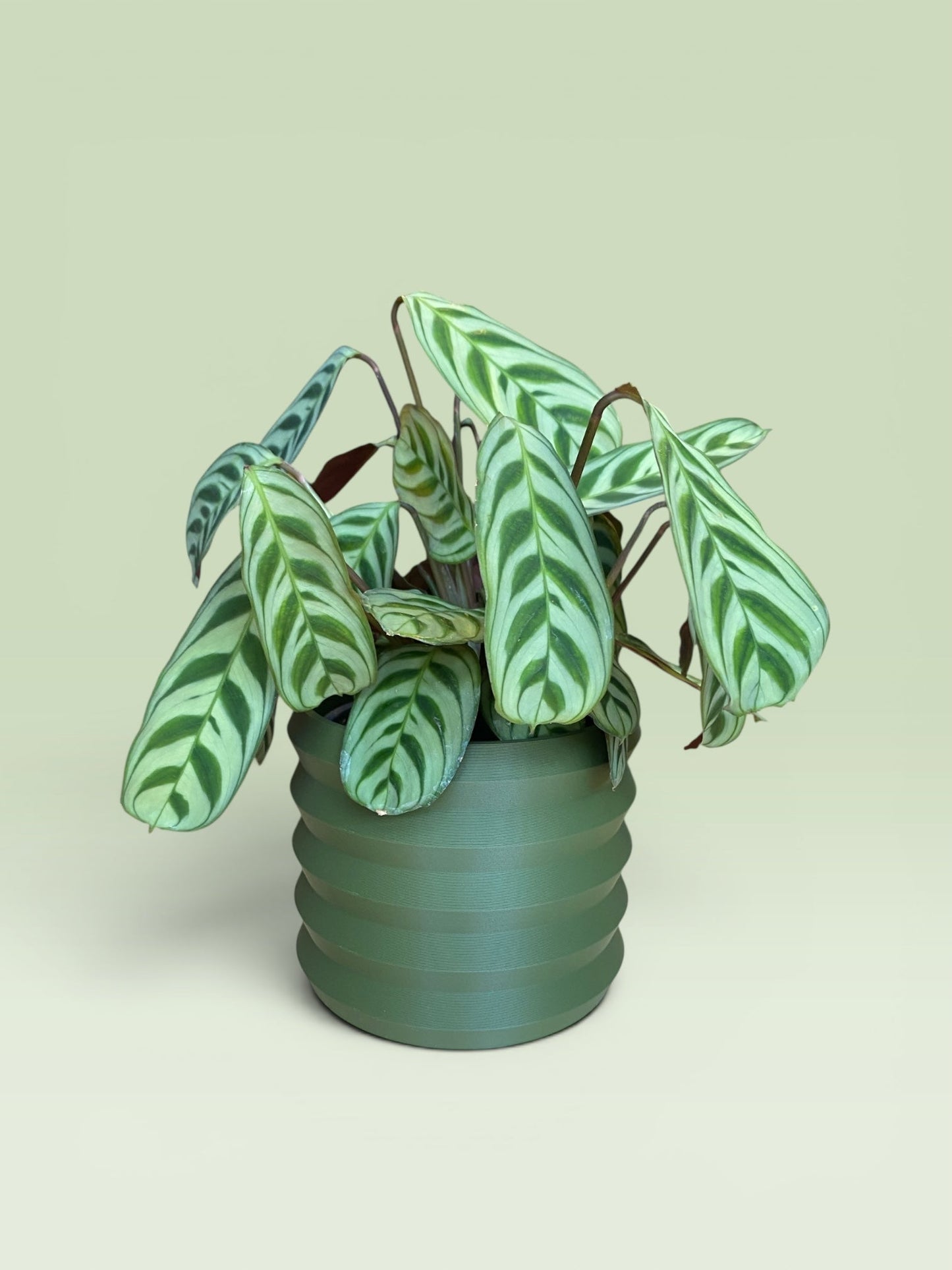Palm 4" Plant Pot