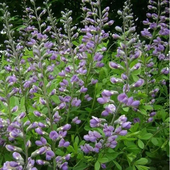 Skullcap