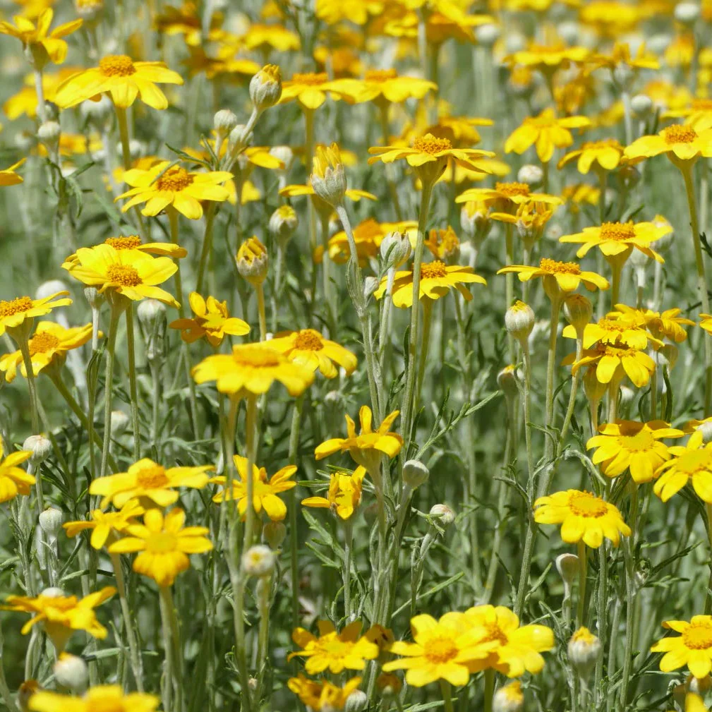Woolly Sunflower