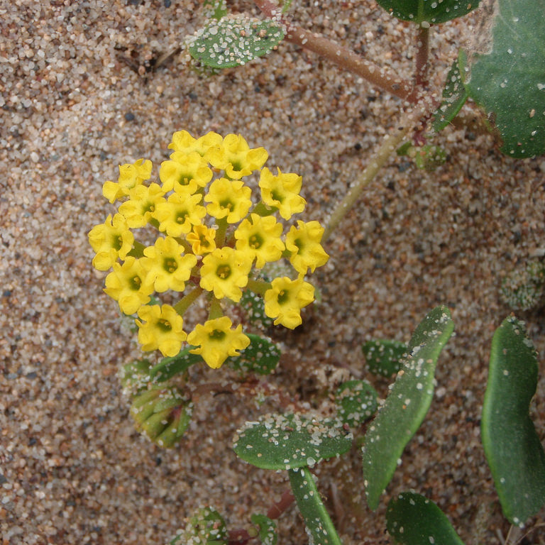 Abronia latifolia