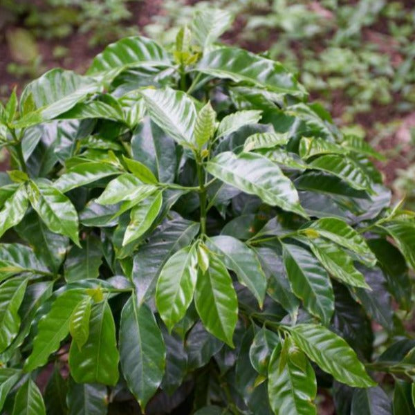 Colombia - Excelso Gran Galope - Cauca