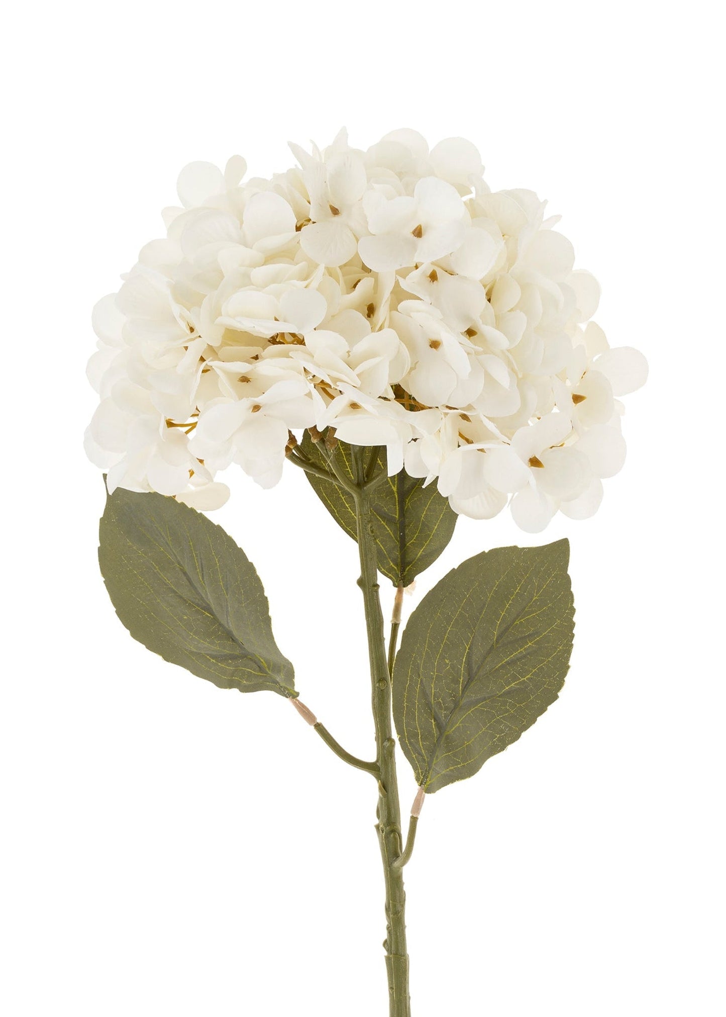 Tige de fleur d'hortensia – Blanche