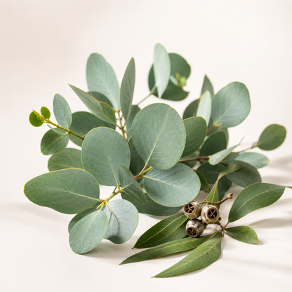 Huile Essentielle d'Eucalyptus Natural Scents