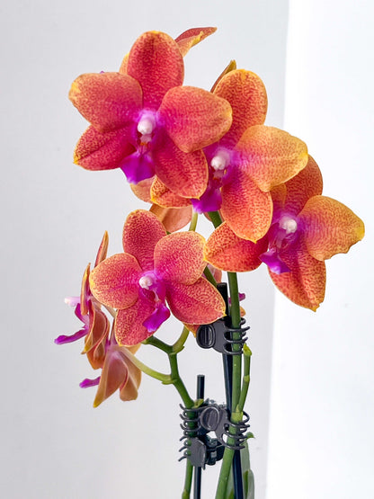 (Small) Best in Bloom Phalaenopsis