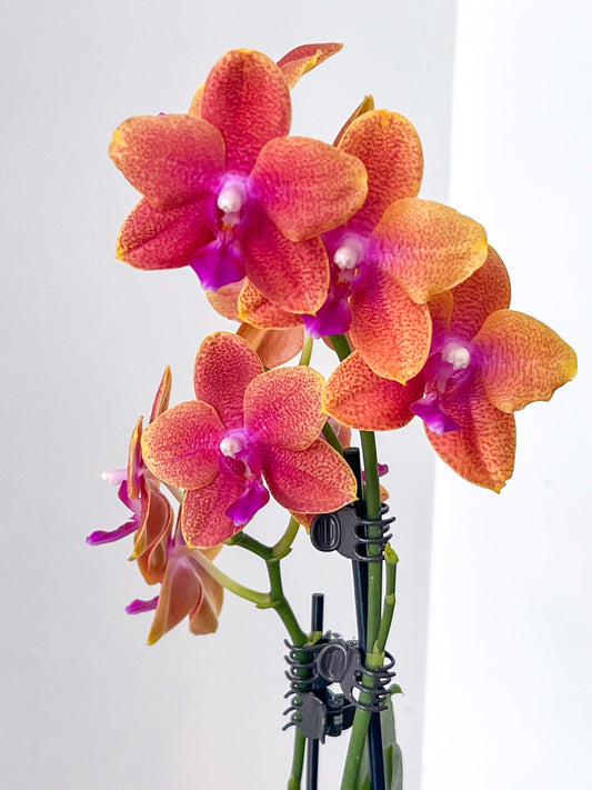 (Petite) Phalaenopsis en Fleur