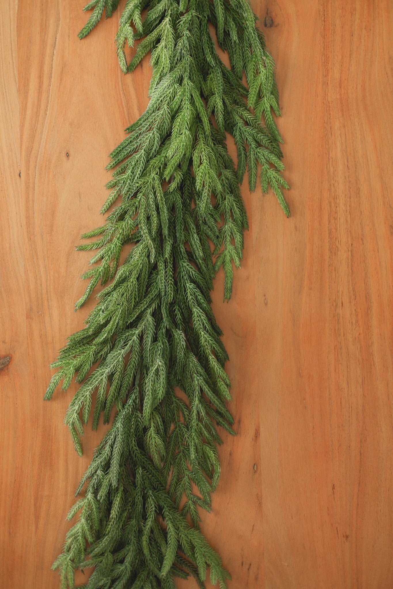 Guirlande de pin de Norfolk