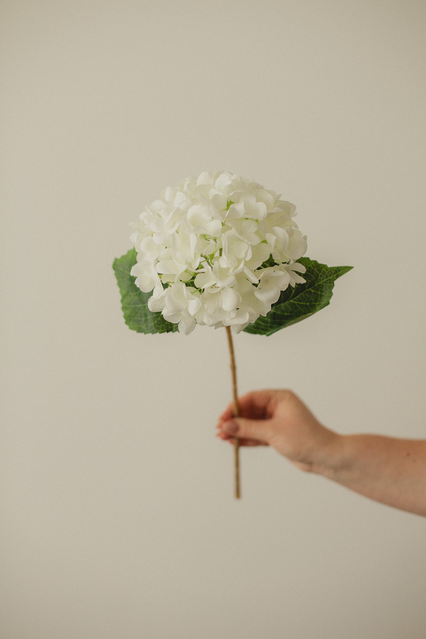 Hortensia