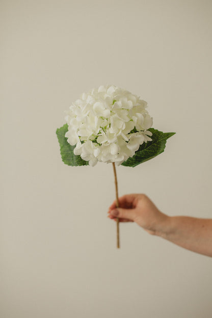 Hortensia