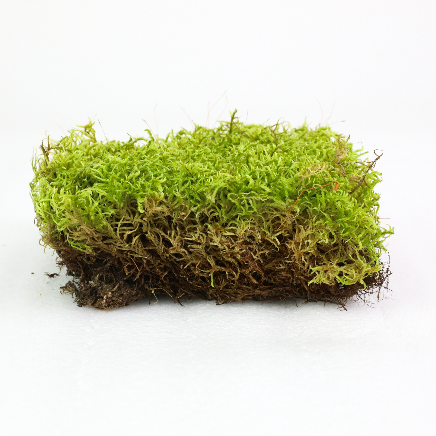 Natural Canadian Forest Moss - Revita-Moss™ (Pleurozium schreberi)