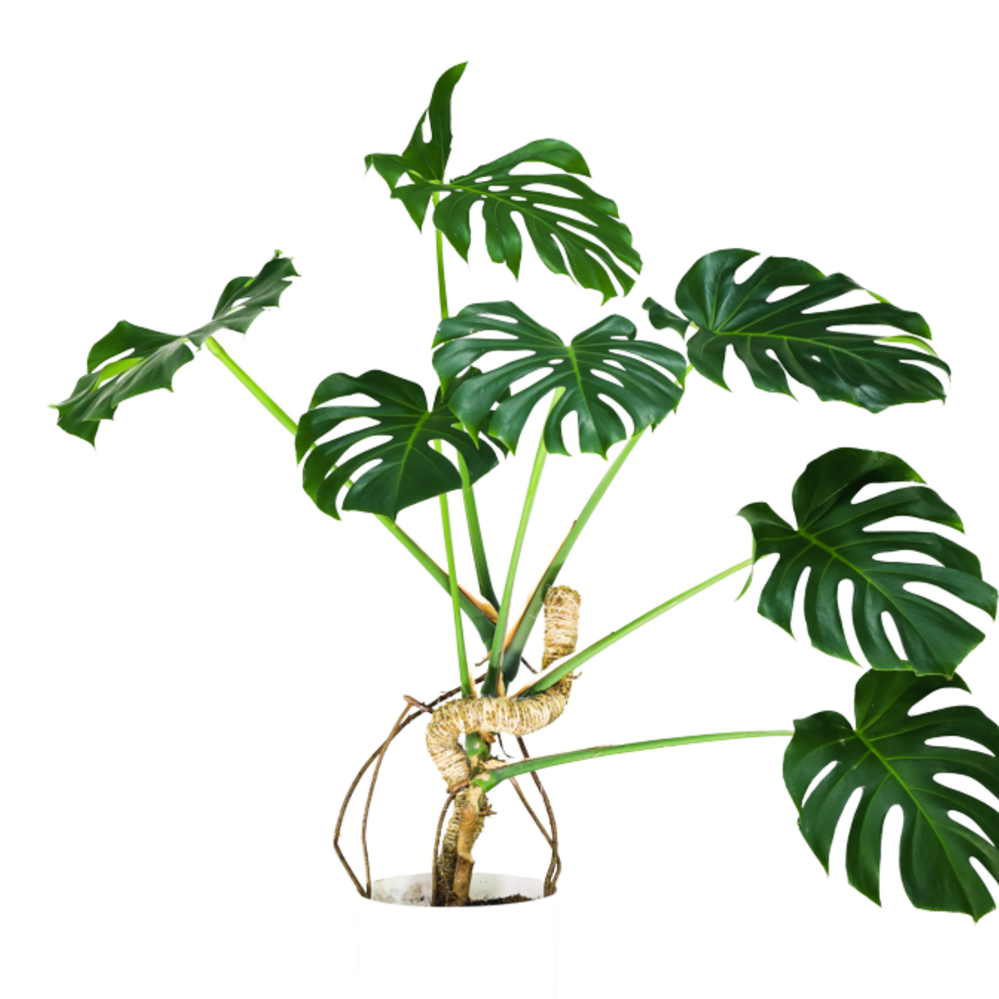 Tuteur en Mousse Souple Original™ - Meilleure Vente (Tiges Incluses)