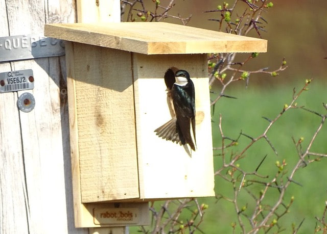 Birdhouses 2025