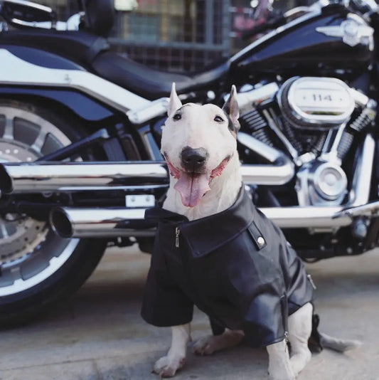Biker Jacket