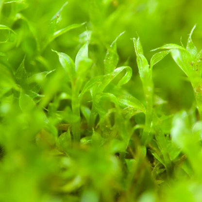 Mousse boréale indigène cultivable pour l'ombre