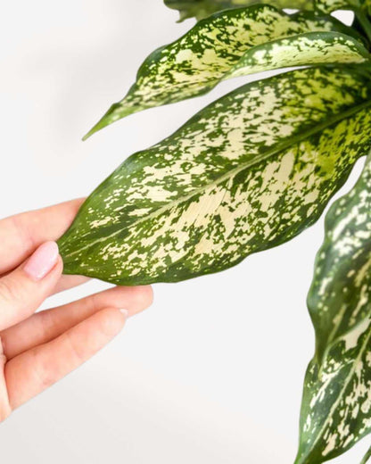 Chinese Evergreen Spring Snow