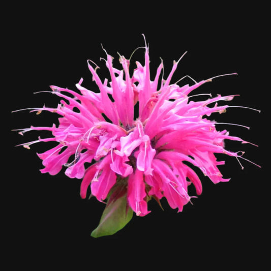 Bergamot