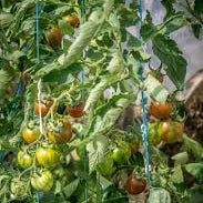 Black Zebra Tomato