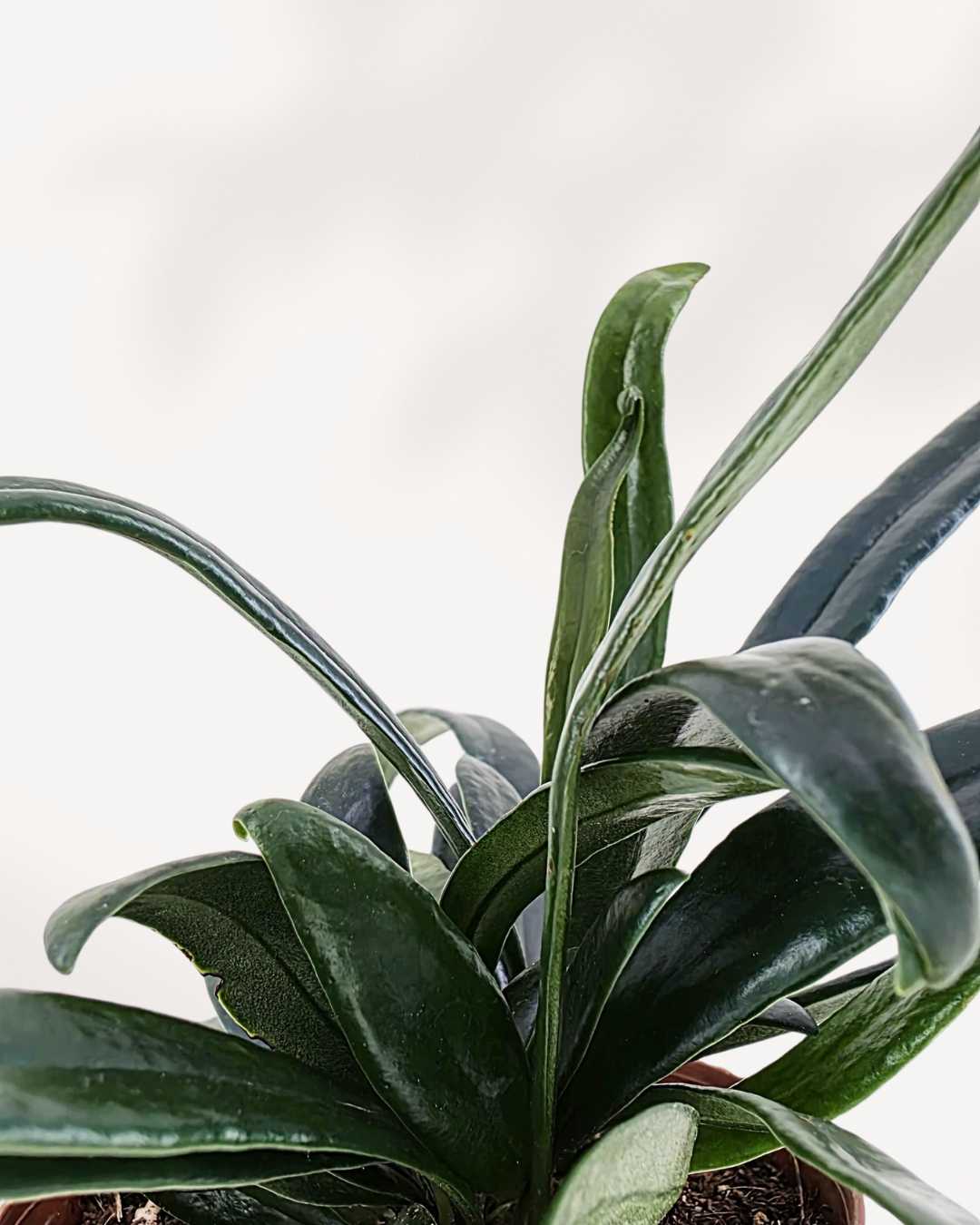 Blue Oil Fern