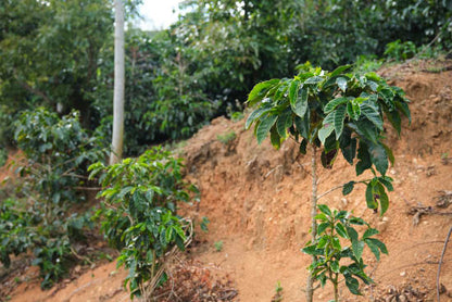 Costa Rica - Café Vida - Central Valley