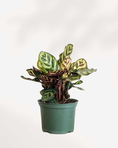 Calathea Makoyana Peacock