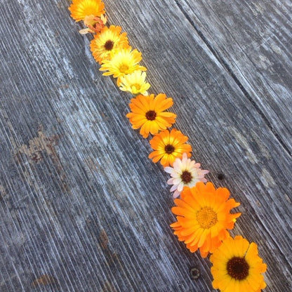 The Family Flower Pack
