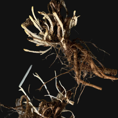 Catnip Rootstock