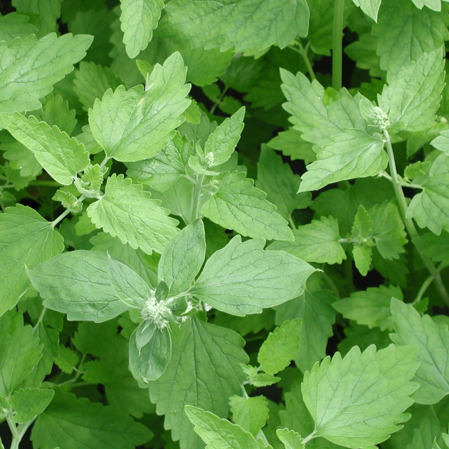 Catnip Rootstock