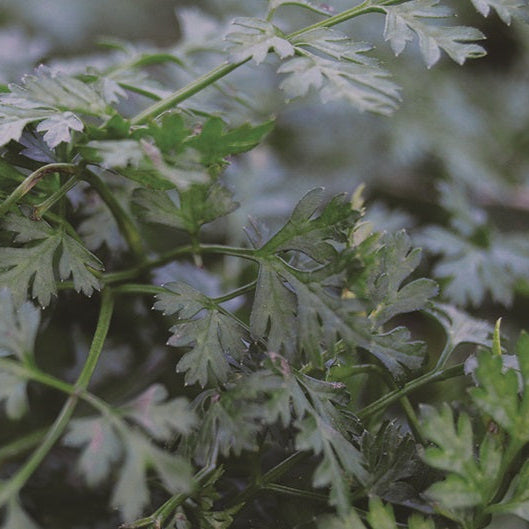 Chervil (French Parsley)