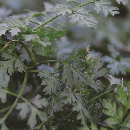 Chervil (French Parsley)
