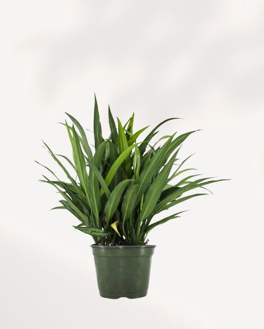 Aglaonema Cutlass