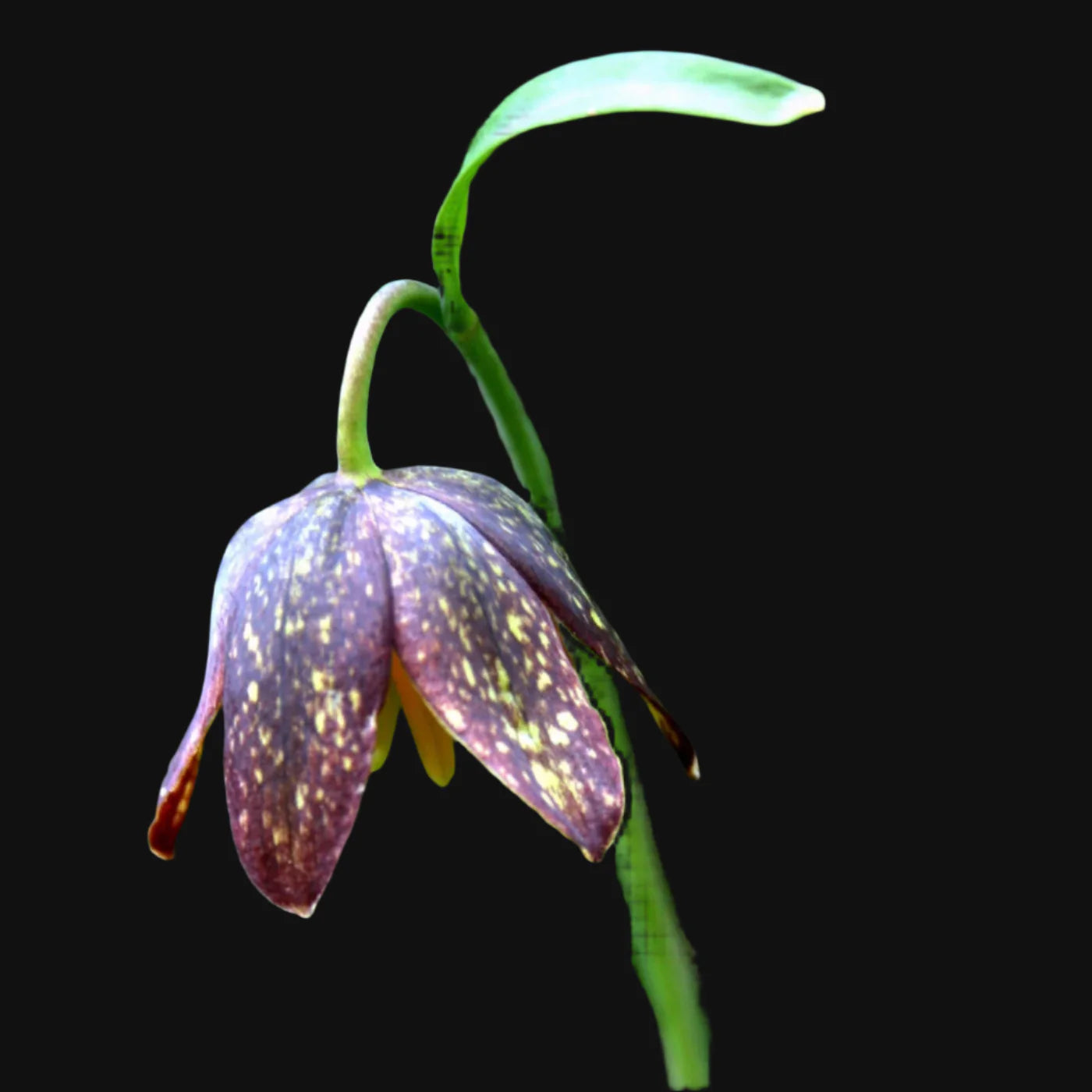 Chocolate Lily