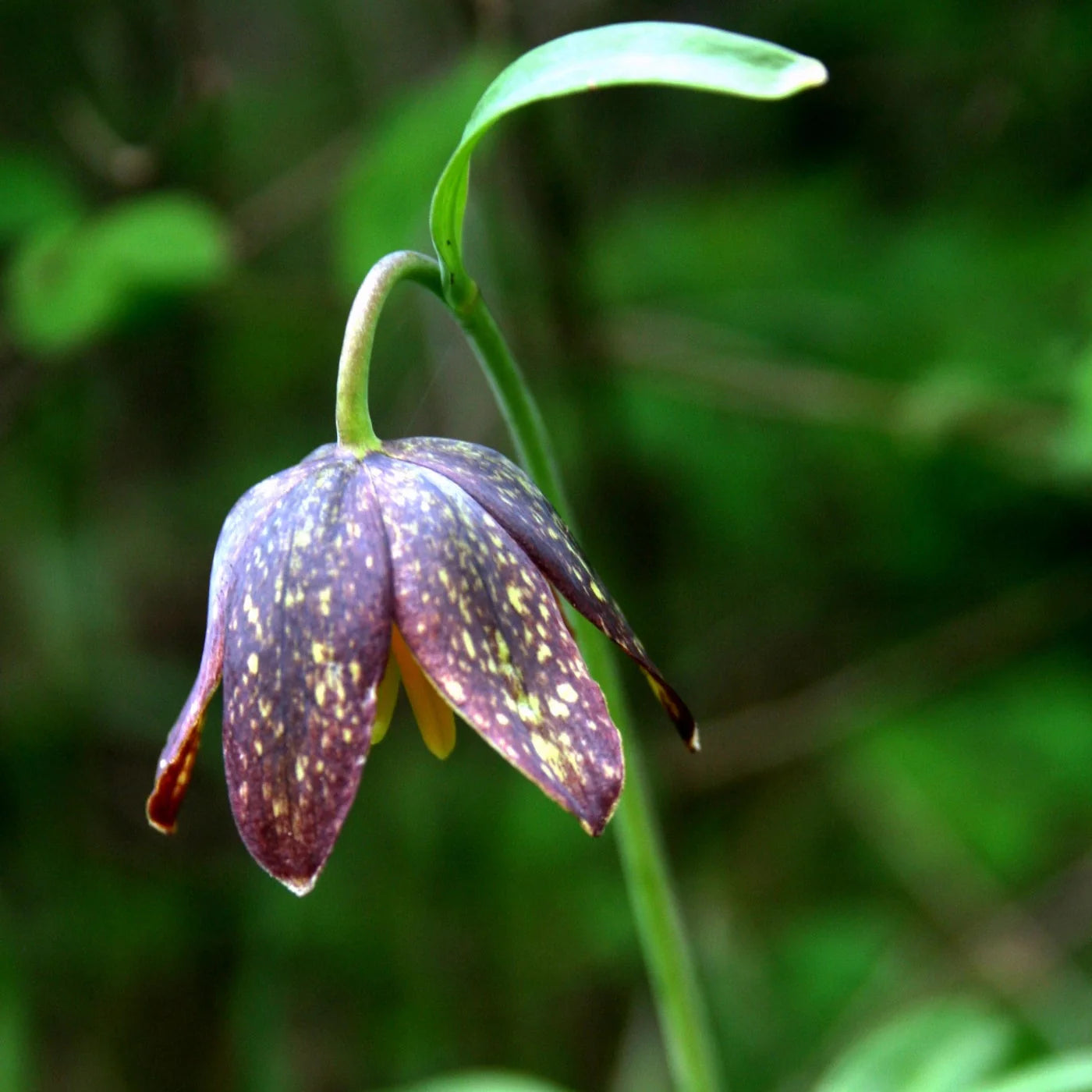 Chocolate Lily