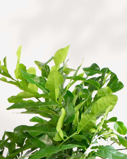Citronnier Combava