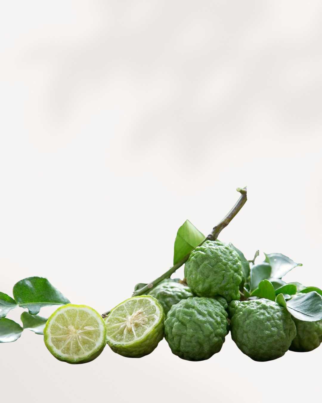 Citronnier Combava