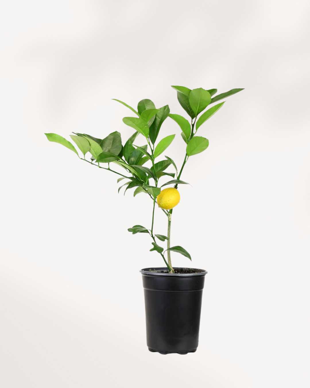 Citrus Citron Meyer