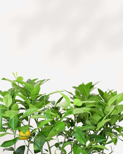 Citrus Citron Meyer