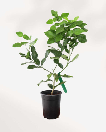 Citronnier Combava