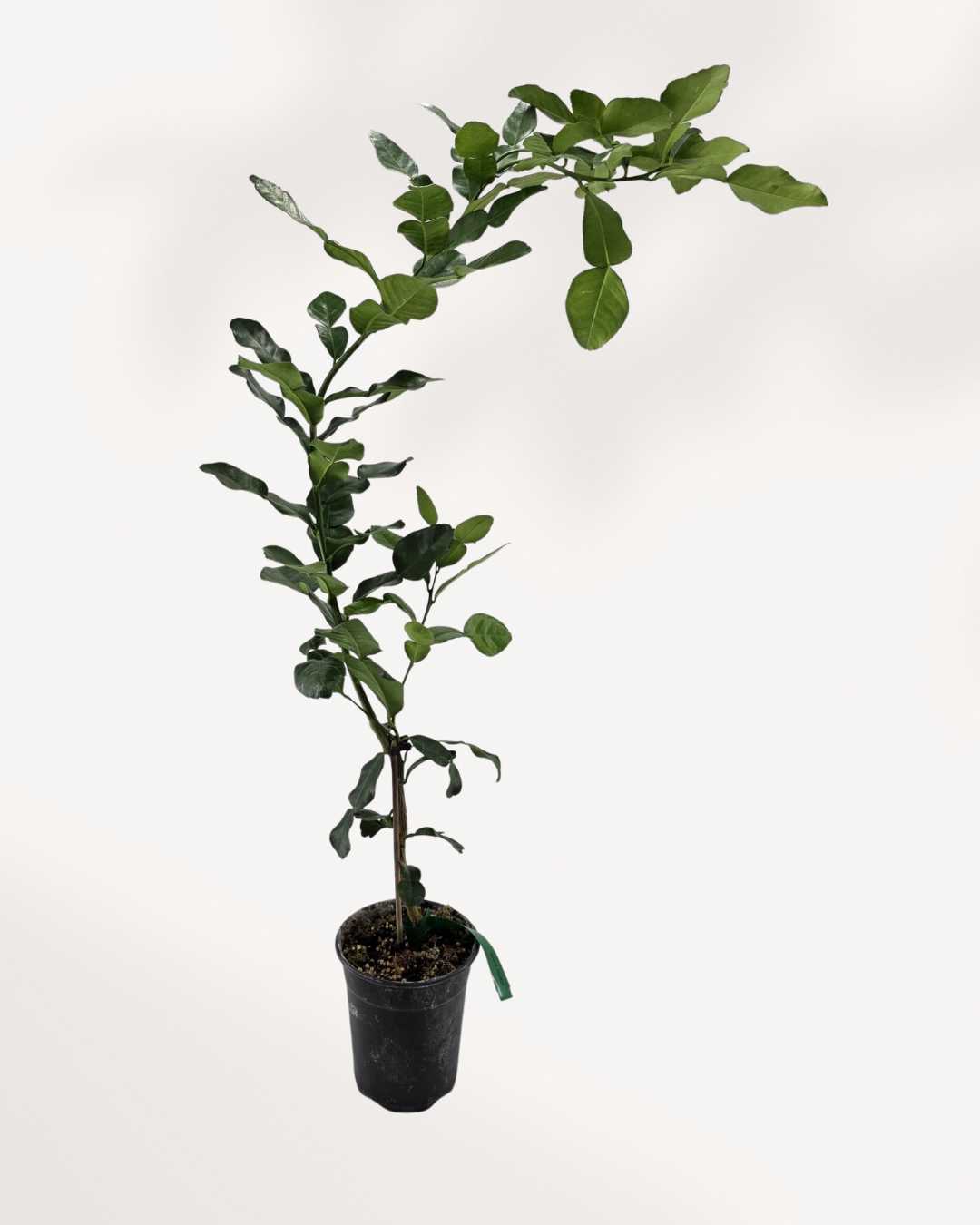Citronnier Combava