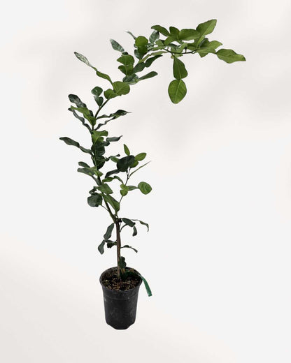 Citronnier Combava