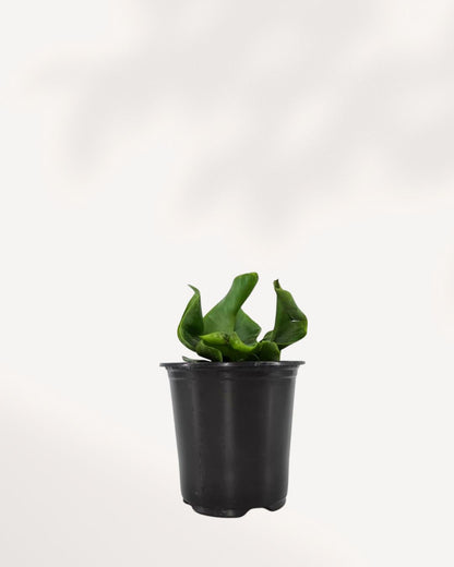 Cobra Fern