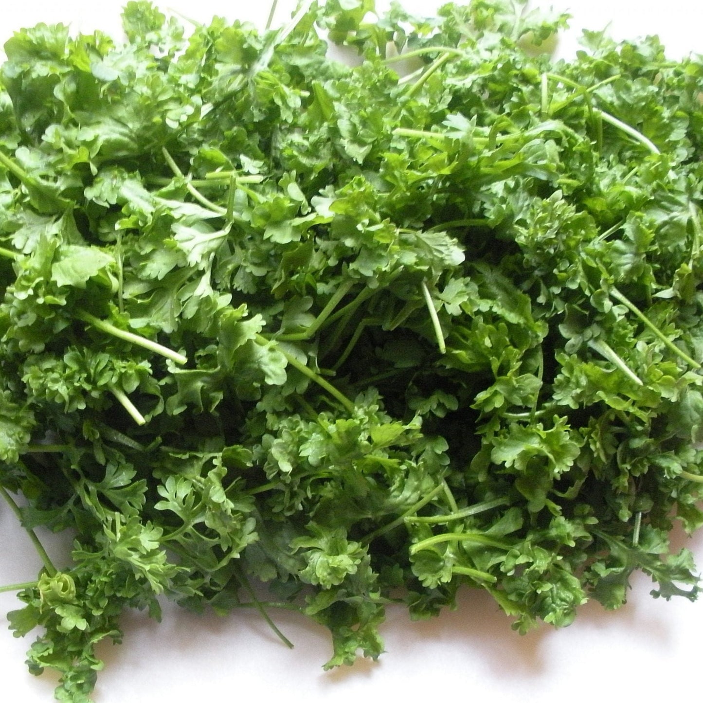 Curly Cress