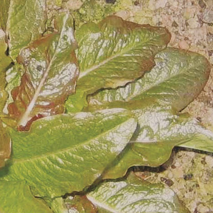 Devil's Ear Lettuce