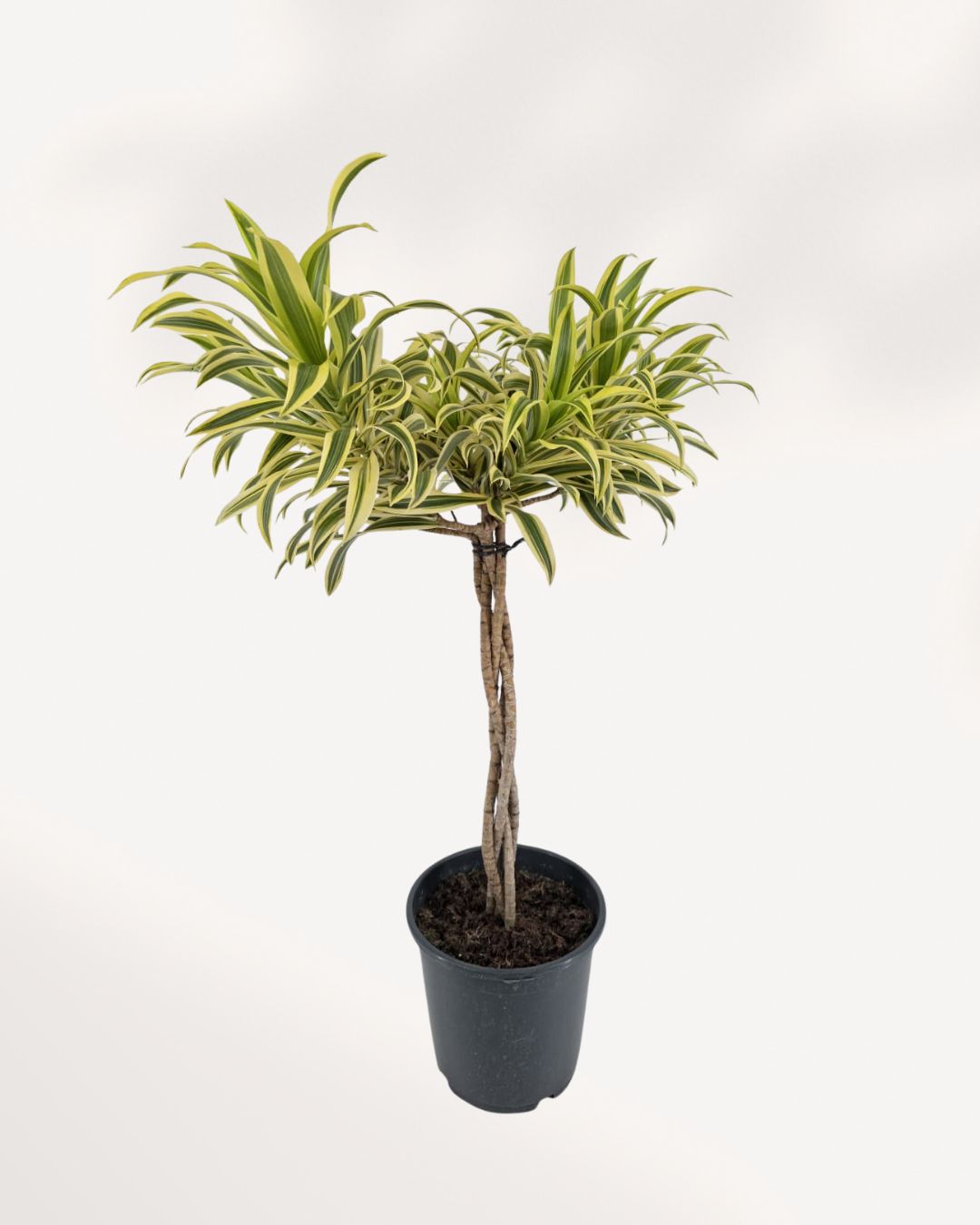 Dracaena Reflexa Song of India