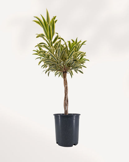 Dracaena Reflexa Song of India