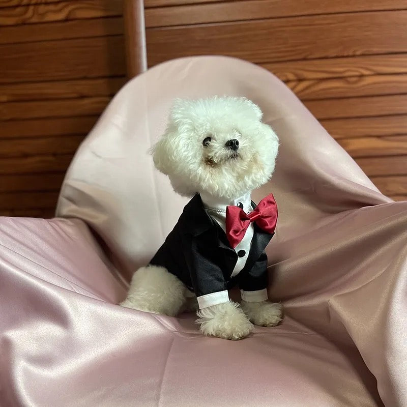 Costume de smoking élégant pour chien | Tenue de cérémonie pour chien