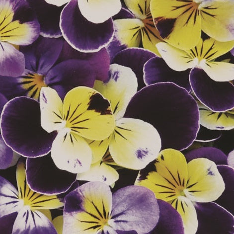 Edible Viola
