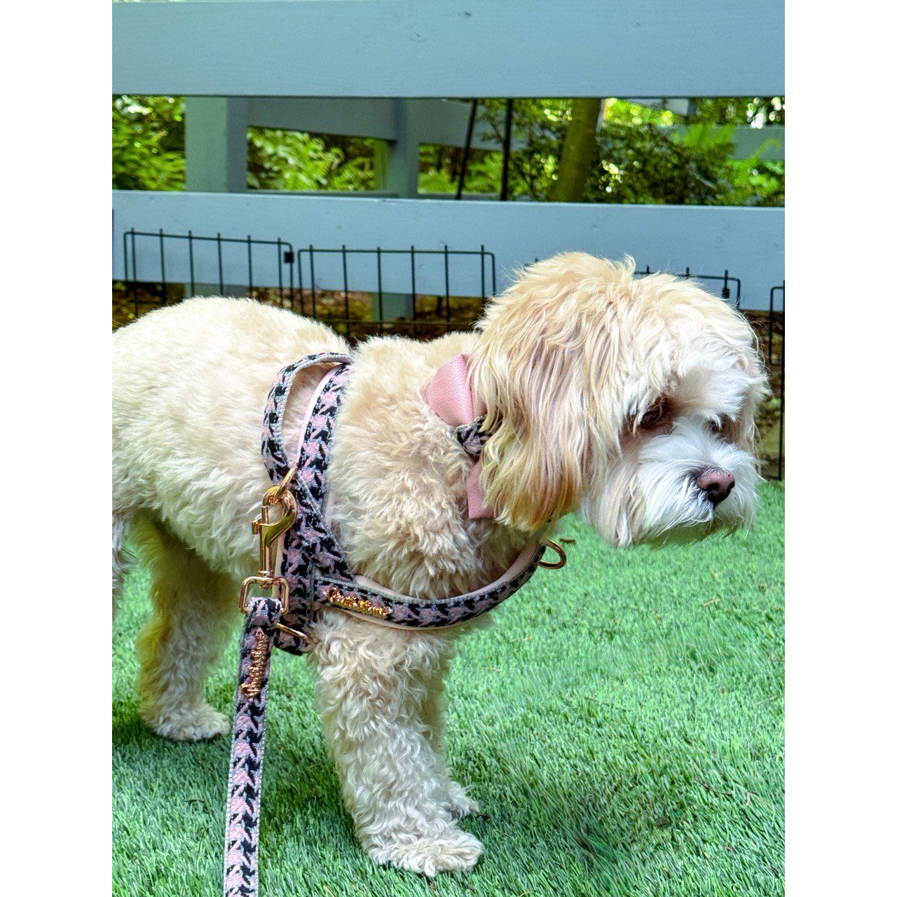 Harnais pour chien Elite One-Click