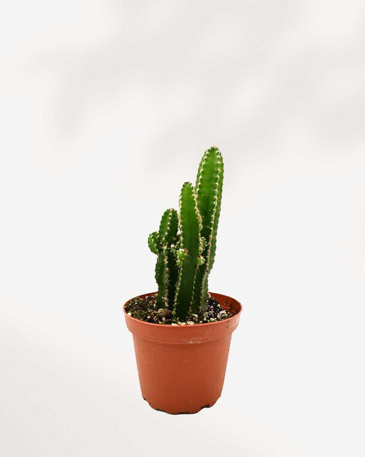 Cactus château de fée